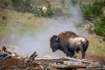 A bison stands next to a geyser in Yellowstone National Park, WY. © Cavan