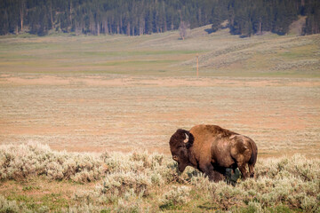 A male bison roams through Yellowstone's Hayden Valley.