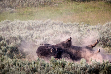 A bison rolls in dirt in Yellowstone's Hayden Valley.
