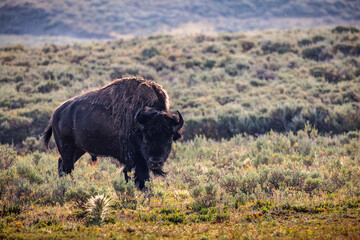 A bison seen in early morning light in Yellowstone National Park.