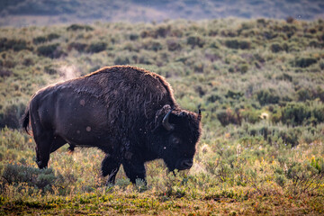 A bison seen in early morning light in Yellowstone National Park.