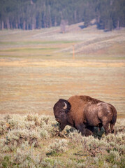 A large bison roams through Yellowstone's Hayden Valley.