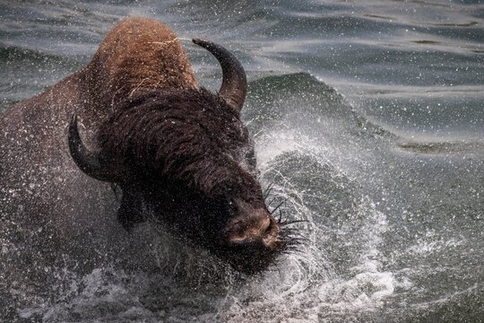 A bison shakes off water in the Yellowstone River in Wyoming.