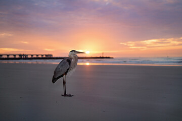 Heron at sunrise on Florida beach - obrazy, fototapety, plakaty