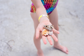Young girl in swimsuit showing off seashells on the beach