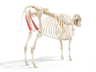 3d rendered anatomy illustration of the cows muscles - the adducor