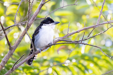 The Great Antshrike also known as choró-boi perched on the branches of a tree. Species Taraba major. Animal world. Birdwatching.  Flycatcher.