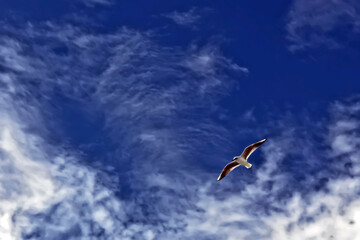 Ichthyaetus melanocephalus or Mediterranean Seagull flies in the sky