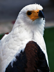 African Fish Eagle Bird of Prey
