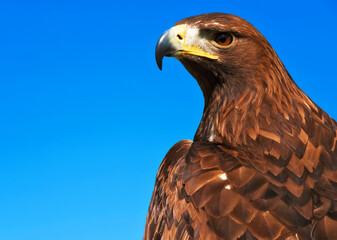 Aquila Chrysaetos or Golden Eagle
