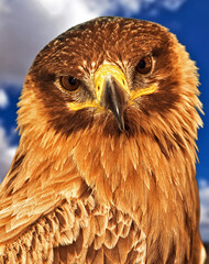 Portrait of a Raptor or Bird of Prey