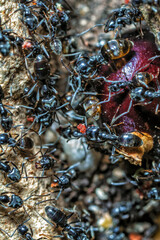 Lasius Niger or Black Garden Ant
