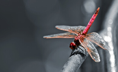 Sympetrum Fonscolombii or Red Darter Dragonfly