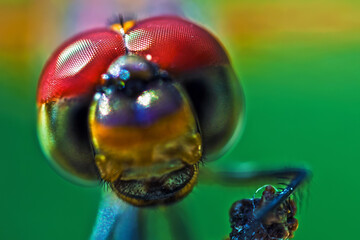 Trithemis Annulata Dragonfly Macro Portrait