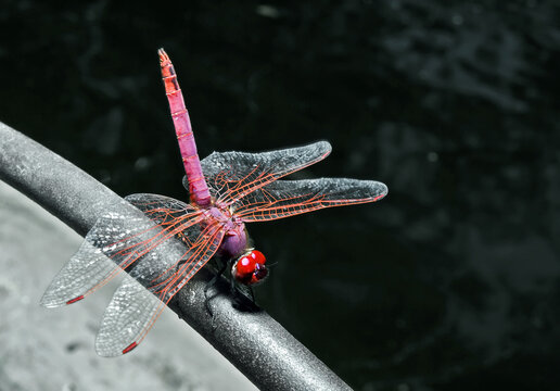 Sympetrum Fonscolombii or Red Darter Dragonfly
