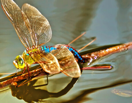 Anax Junius or Green Darter Dragonfly Laying Eggs