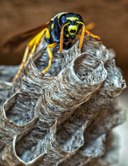 Paper Wasp Queen Builds Her Nest