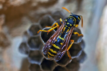 Paper Wasp Queen Builds Her Nest