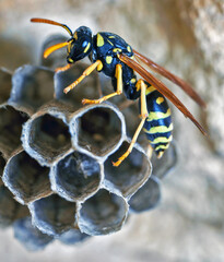 Paper Wasp Queen Builds Her Nest