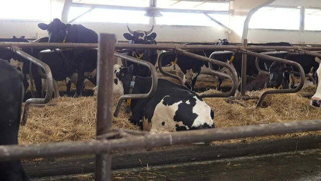 Brown and black cows eat hay in the barn. Dairy cows on a dairy farm.Industrial breeding cattle. The concept of agriculture and animal husbandry.A large modern cowshed.The cow is fed in the cowshed.