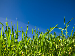 Obraz premium Blades of Green Grass and Sky
