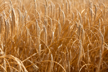 A Wide View of a Field of Wheat