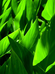 Detail Macro of Green Leaves and Foliage