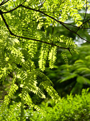 Leaves on a Fern Tree in the Countryside