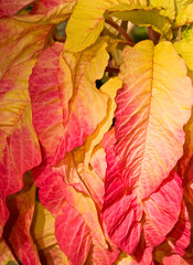 Bright Red and Yellow Leaves Macro Detail