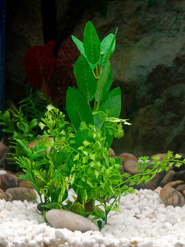 A Fake Small Plastic  Aquarium Plant