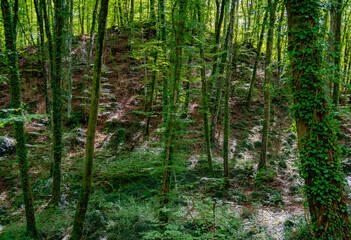 Bosque de hayas bellamente iluminado con rayos de sol