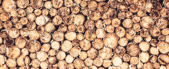 Tree stumps background. Pieces of teak wood stump background. Round teak wood stump