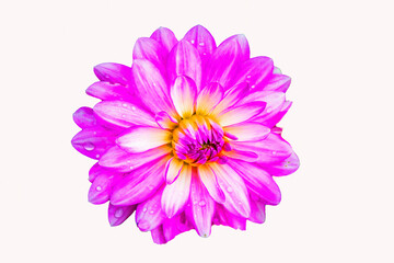 Opened dahlia flower on an isolated background. View from above. 