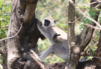 Obraz premium Hanuman Langur type monkey sits on a tree. On blurred backgrounds