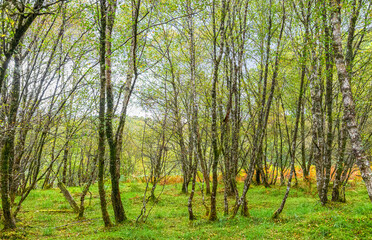 Obraz premium Spean Bridge Woodland