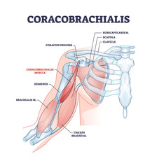 Coracobrachialis muscle with anatomical and medical structure outline diagram. Labeled educational scheme with inner skeletal and muscular system in human body vector illustration. Bone physiology.