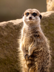 Fototapeta premium Erdmännchen