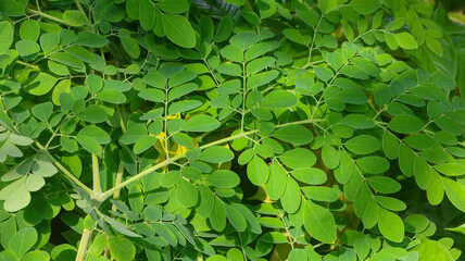 Fresh Green Moringa leaves Medicinal Plant (Moringa oleifera Lamk.) Natural Moringa leaves Green Background.