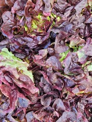 Salad on the farm. Healthy vegetables