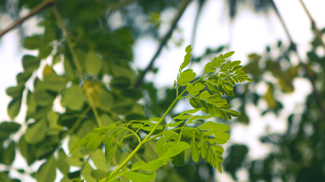 Drumstick tree, Moringa Tree Image. Moringa has many important vitamins and minerals. Natural Green Moringa leaves in the Garden, green background.