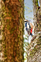 Luftakrobat: Großer Buntspecht am Baum