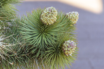 Flowering blooms of a Joshua Tree (Yucca brevifolia) at Joshua Tree National Park in California,...