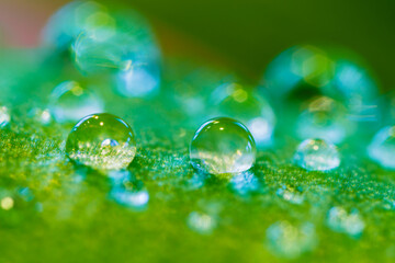 water drops on daffodil leaf