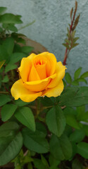 Yellow rose flower in the plant