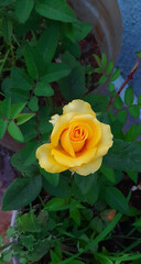 Yellow rose flower in the plant