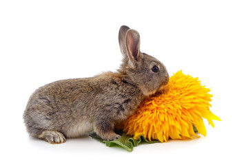 Obraz premium One gray rabbit with sunflower.