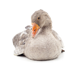 Beautiful gray goose.