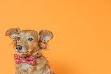 Lovely portrait of a dog posing with a red bow tie against a neutral orange background.