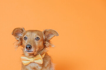 Lovely portrait of dog posing with a yellow bow tie on a neutral orange background.