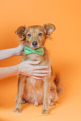 Person holds beautiful brown dog with a green bow tie on an orange background